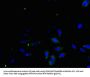 TGFA Antibody