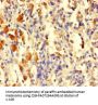 TGFA Antibody