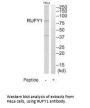 RUFY1 Antibody