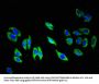 TIE1 Antibody