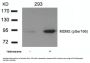 Phospho-MDM2 (Ser166) Antibody