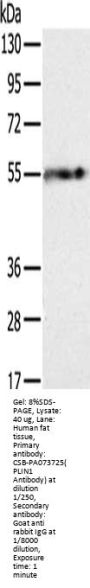 PLIN1 Antibody