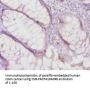 TIMP4 Antibody
