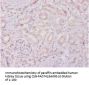 TIMP4 Antibody