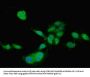 TIMP4 Antibody