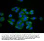 TNF Antibody