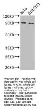 L1CAM Antibody