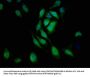 L1CAM Antibody