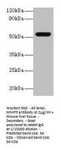 MMP3 Antibody
