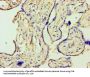 MMP3 Antibody