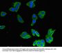 MMP8 Antibody