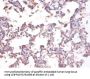 TNFSF10 Antibody