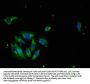TNFSF10 Antibody