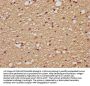 PLAUR Antibody