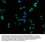 PLAUR Antibody