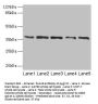 PLAUR Antibody