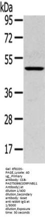 SERPINB11 Antibody