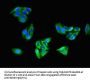 CDH5 Antibody