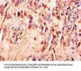 FLT4 Antibody