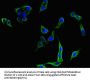FLT4 Antibody