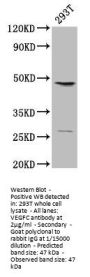 VEGFC Antibody