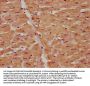 VEGFD Antibody