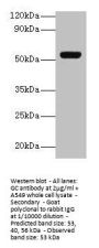 GC Antibody