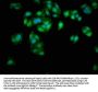 APOE Antibody