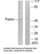 PARK2 Antibody