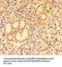 CCL8 Antibody