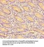 CCL8 Antibody