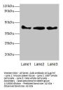 Actb Antibody