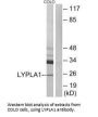 LYPLA1 Antibody