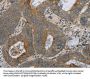 HSD17B14 Antibody