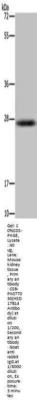 HSD17B14 Antibody