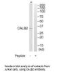 CALB2 Antibody