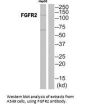 FGFR2 Antibody