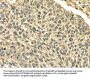 PLIN3 Antibody