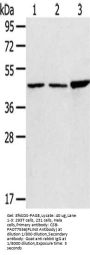 PLIN3 Antibody