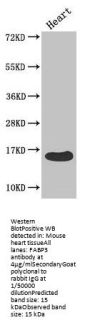 FABP3 Antibody