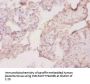 Csf1 Antibody