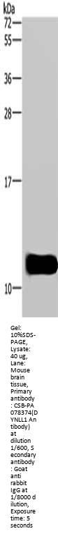 DYNLL1 Antibody