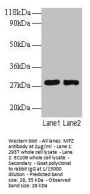 MPZ Antibody