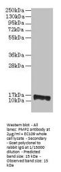 PMP2 Antibody