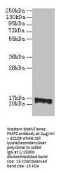 PMP2 Antibody