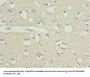 CALR Antibody