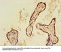 CALR Antibody