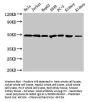 CALR Antibody