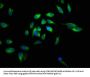 CALR Antibody