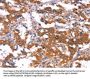HCAR2 Antibody